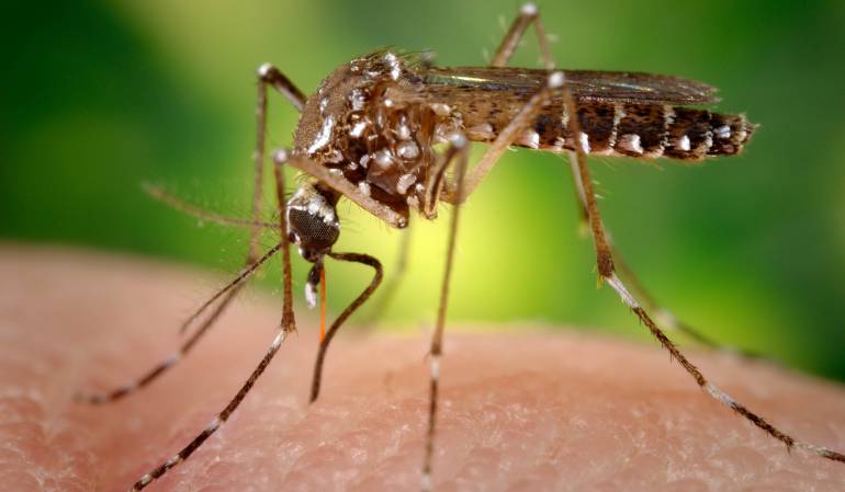 Aedes Aegypti, mosquito transmisor del virus del zika.