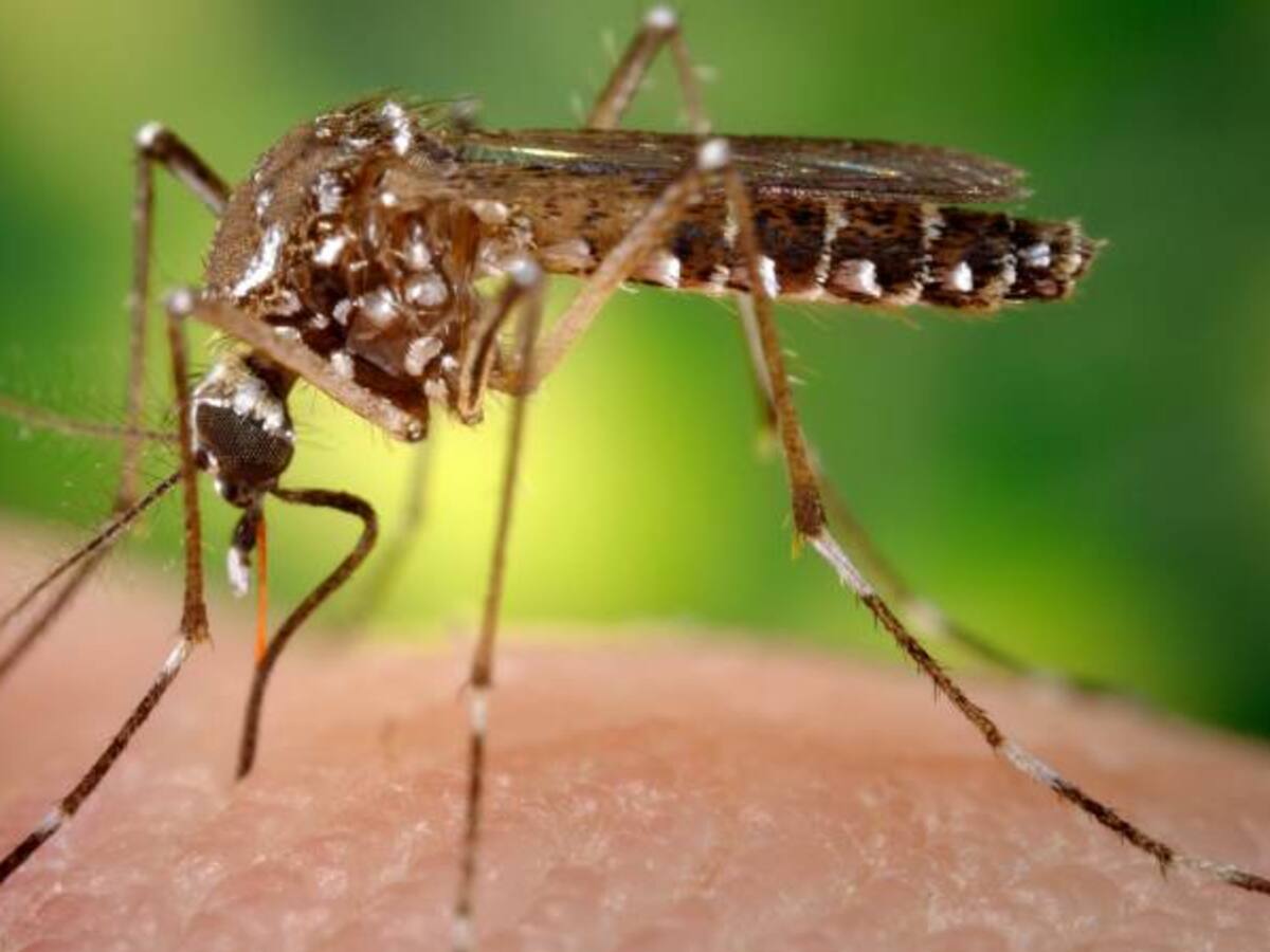 “Colombia perdió la batalla contra Aedes Aegypti”: Ospina