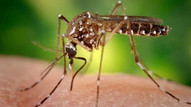 Aedes Aegypti, mosquito transmisor del virus del zika.