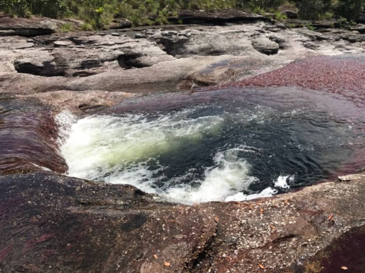 El río que colorea la ‘Macarenia Clavigera’