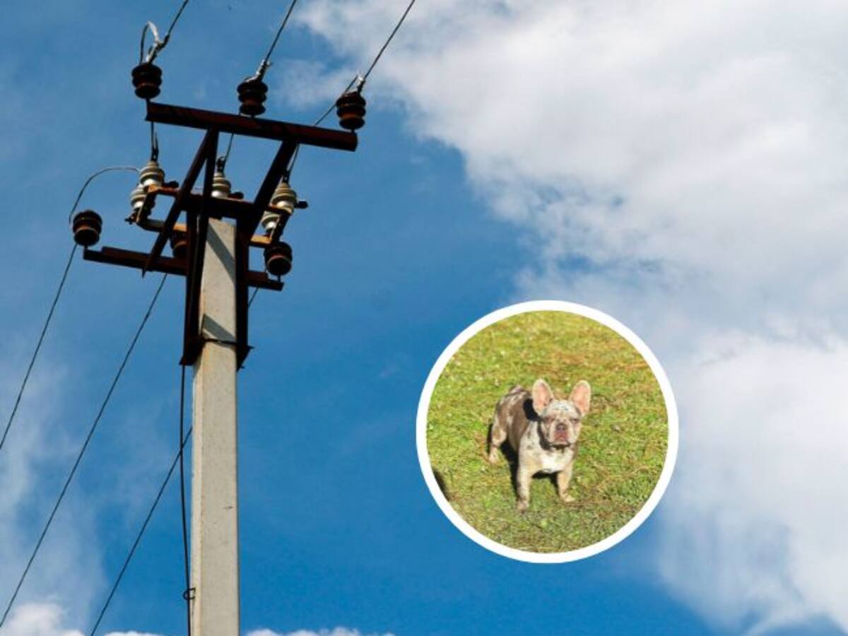 Historia: una perrita murió al recibir una descarga eléctrica de un poste en Bogotá