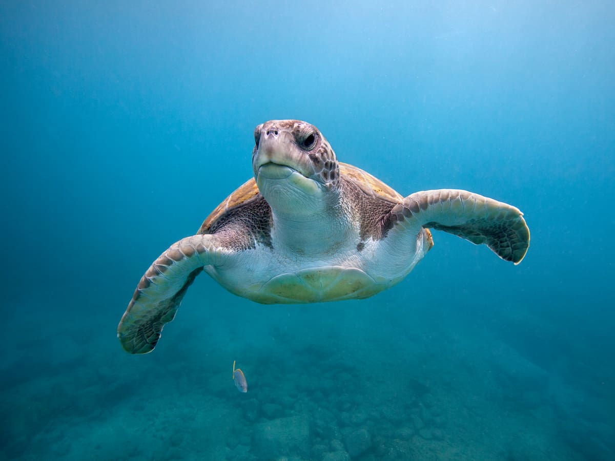 ¿Cuál es el impacto del cambio climático en las tortugas marinas macho? Ciencia explica