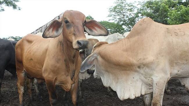 Fiebre aftosa. Foto: Colprensa