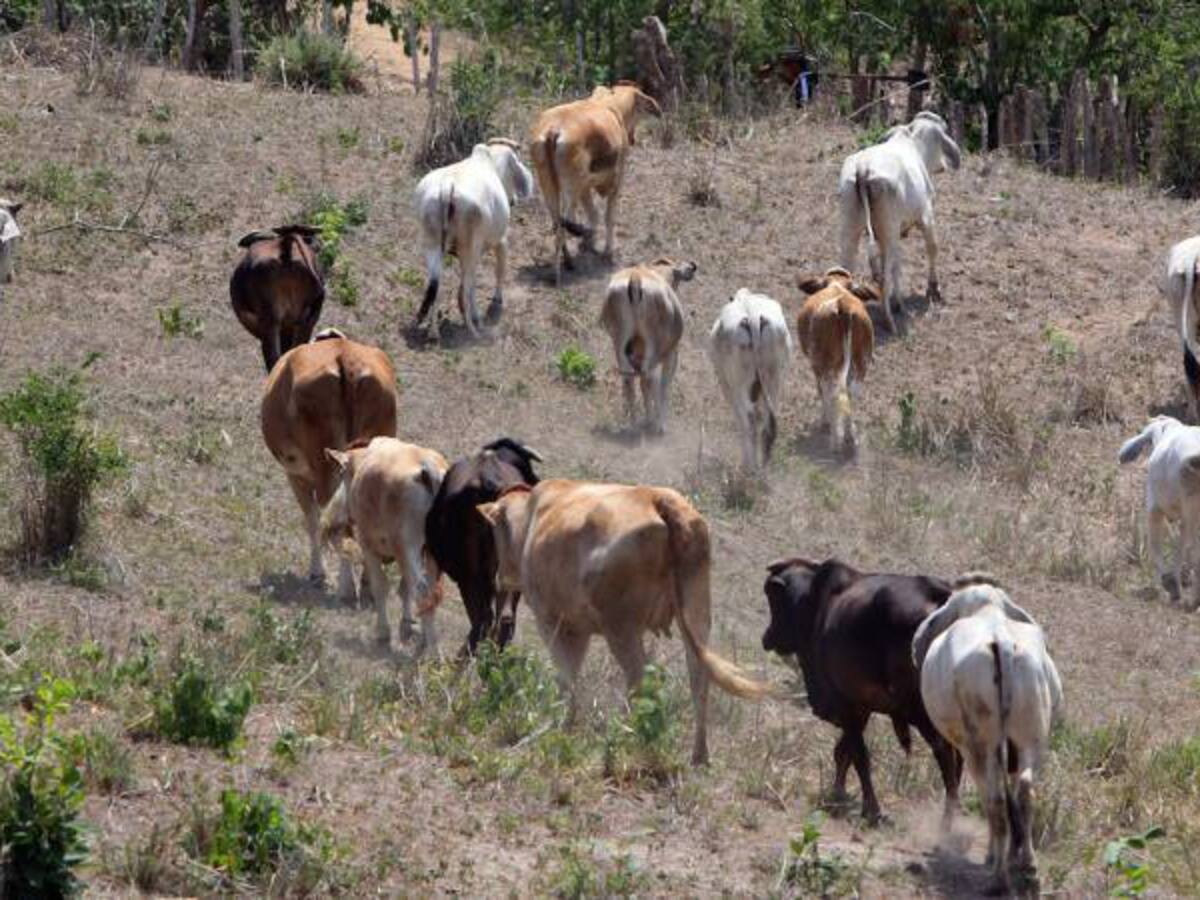 4.500 hectáreas afectadas deja el fenómeno de El Niño en Cundinamarca