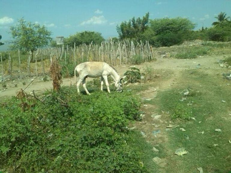 Según cuentan los campesinos, primero llegaron unos individuos ofreciendo 70 mil pesos por cada animal.