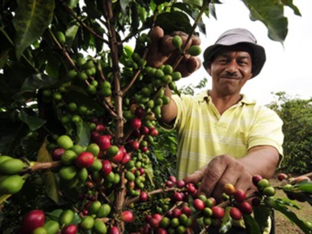 Gobierno dice que ha invertido 471 mil millones de pesos en subsidios cafeteros