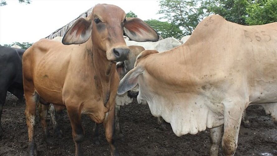 Termina cuarentena en municipios de Magdalena Medio por fiebre aftosa. Foto: Colprensa