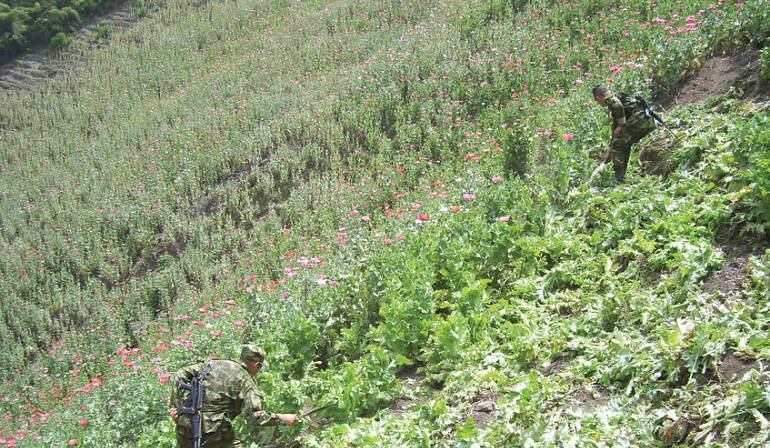 Uno de los principales retos es costear la sustitución de cultivos por el alto precio que representaría.