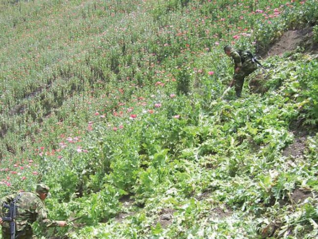 Uno de los principales retos es costear la sustitución de cultivos por el alto precio que representaría.