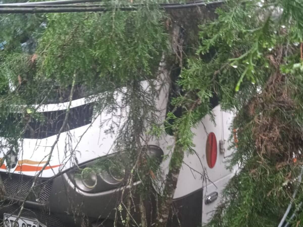 Ciclista murió cuando le cayó un árbol en medio de fuertes lluvias en Villamaría, Caldas
