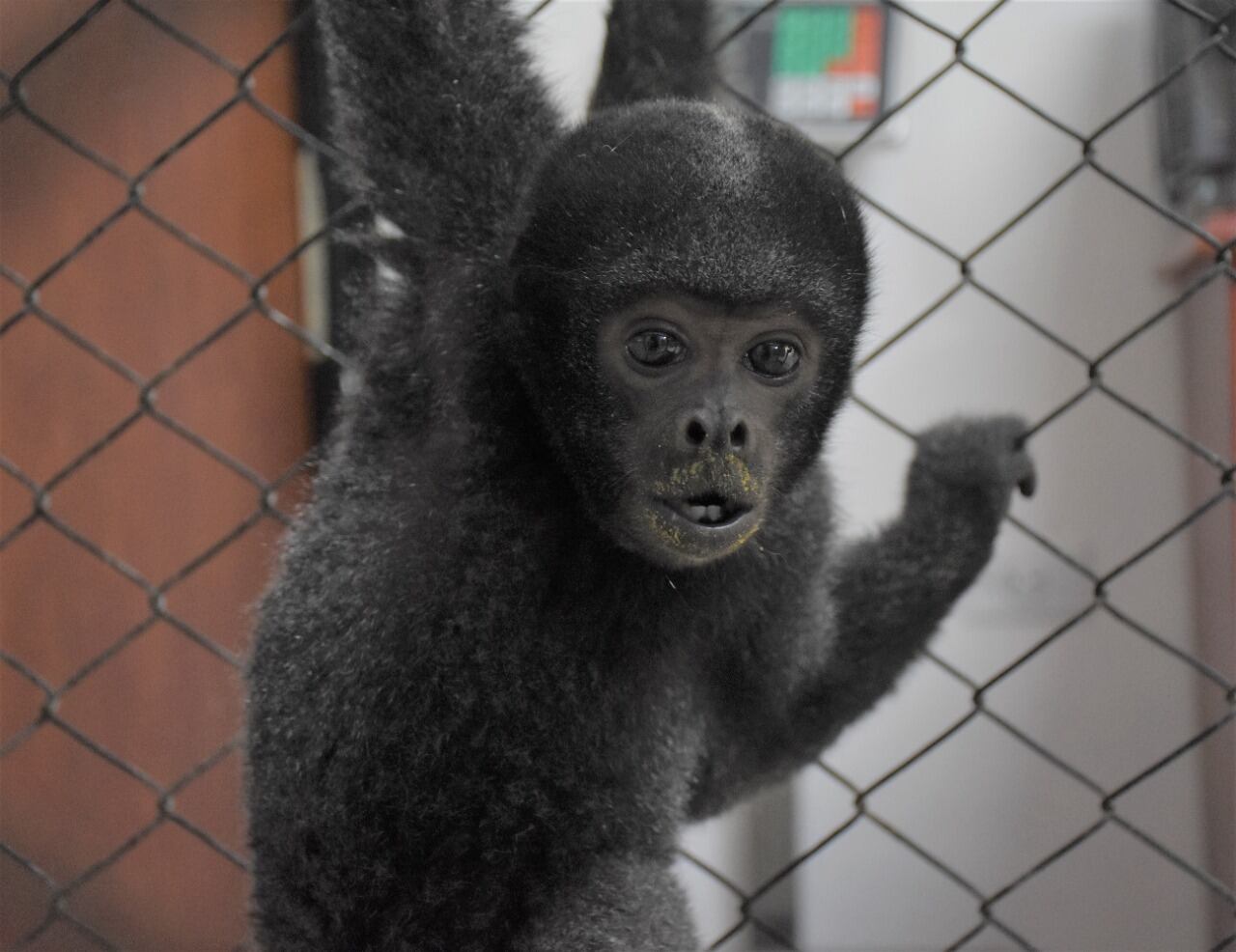 El animal era tenido como un humano al interior de una familia residente en el municipio de Algeciras.