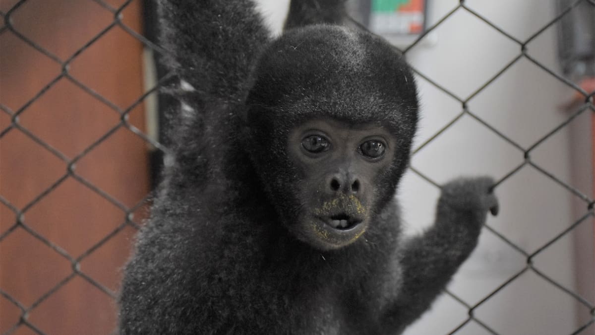 Mono Churuco que era mantenido como un bebé, fue recuperado en el Huila