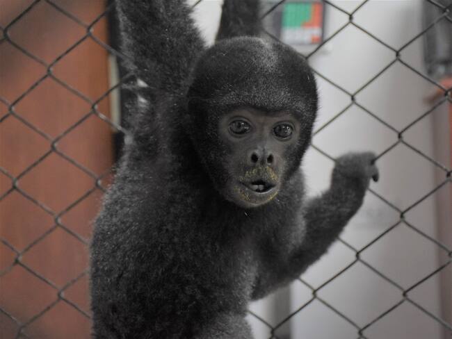 El animal era tenido como un humano al interior de una familia residente en el municipio de Algeciras.