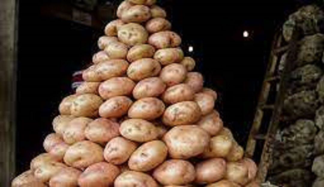 Papicultores de Murillo afectados por crisis económica 