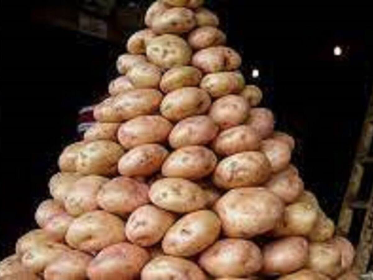 Papicultores del municipio de Murillo, Tolima, afectados por crisis