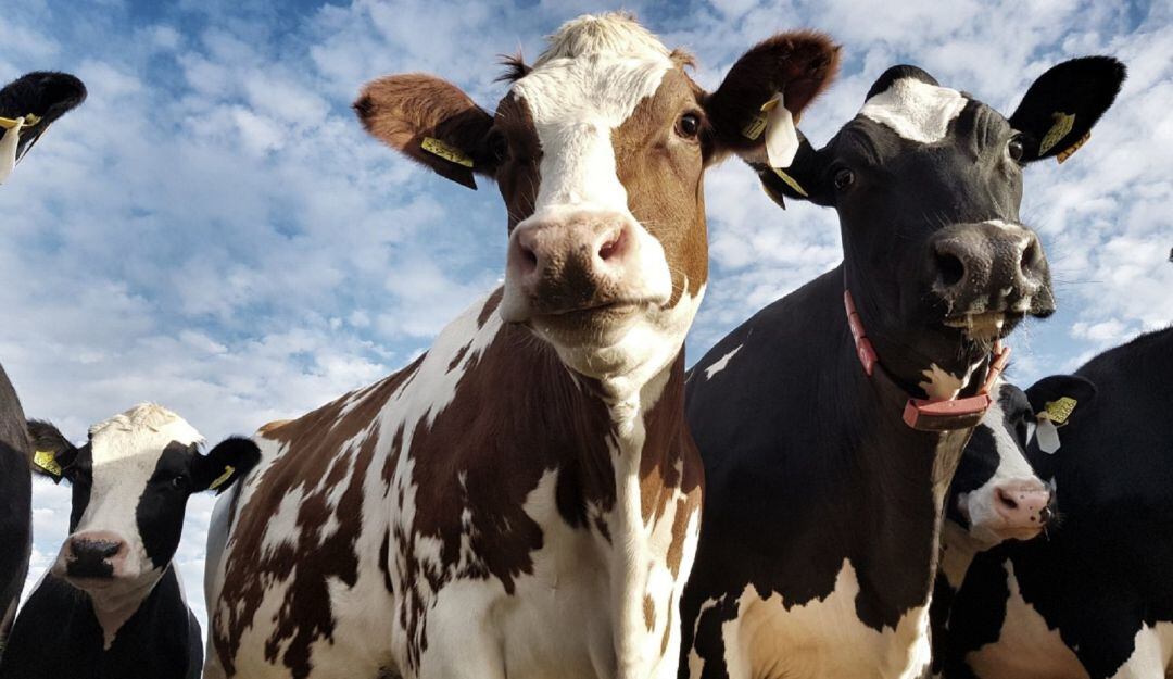 El Huila inmunizara a cerca de 470 mil cabezas de ganado contra la Aftosa.