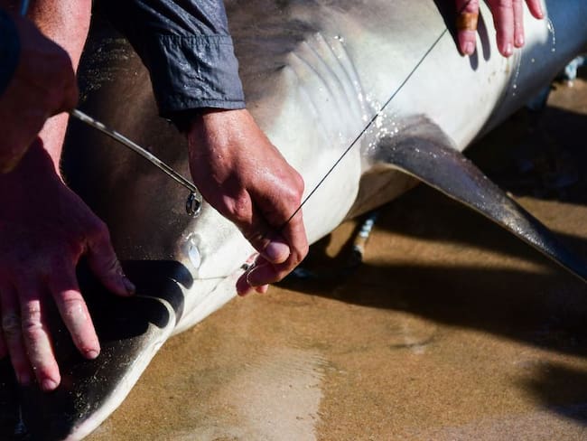 A segundo debate proyecto que prohíbe comercialización de aletas de tiburón