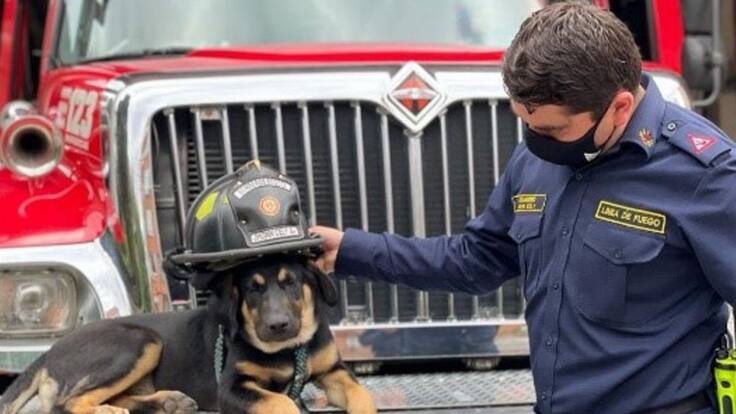 Apareció Marshall, el perrito mascota de los bomberos en Bogotá