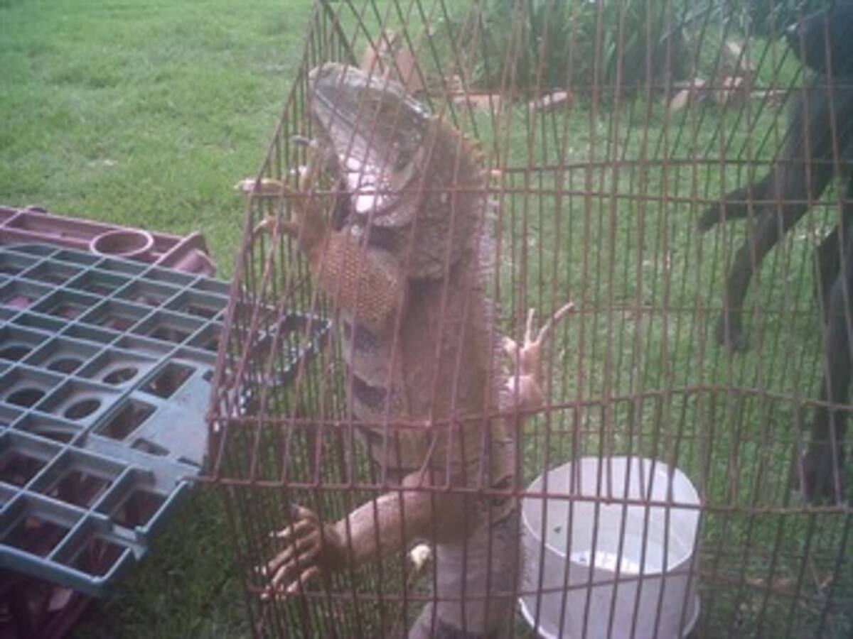Recuperan animales en extinción que estaban encerrados en una vivienda en Bogotá