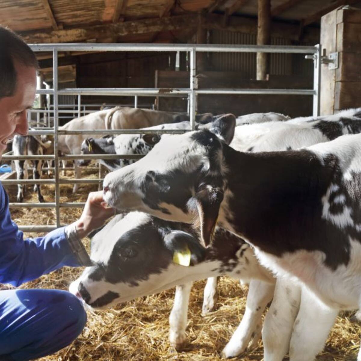 El derecho de los animales a tener salud física y mental