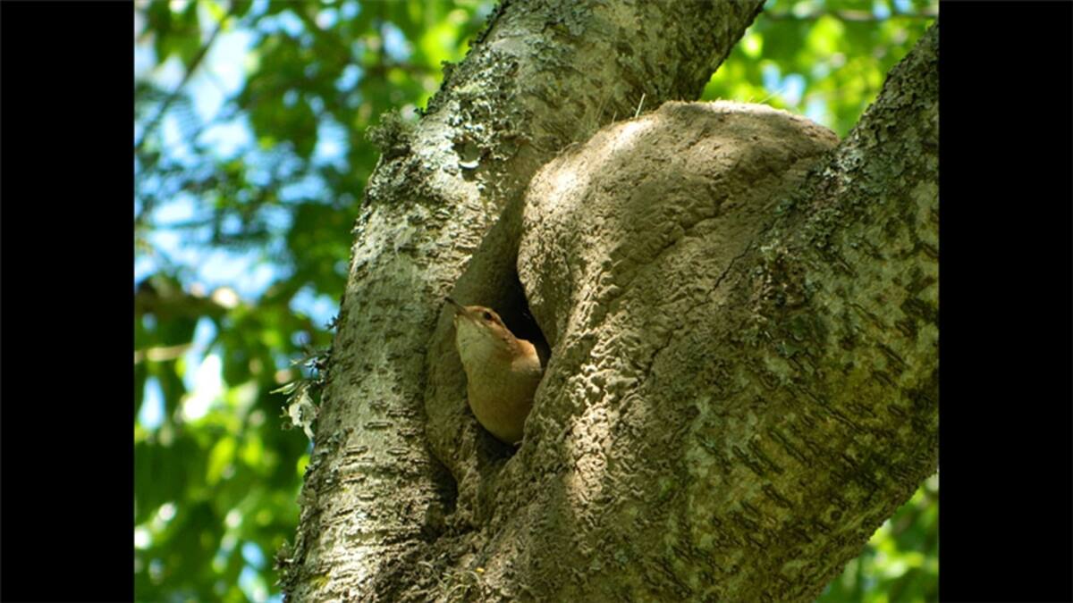 “Decoración de los espacios comunes realizada por los vecinos del 23 de Enero en Caracas”. Por Pedro Rondón.