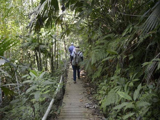 Bosque Guásimo, Risaralda