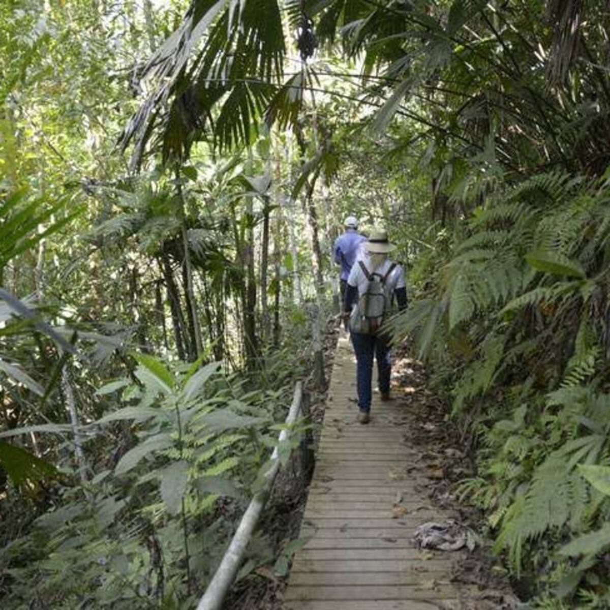 Habitantes de La Virginia harán una manifestación por la defensa del bosque Guásimo