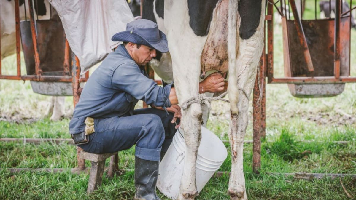 Lecheros de Santander reportan baja producción