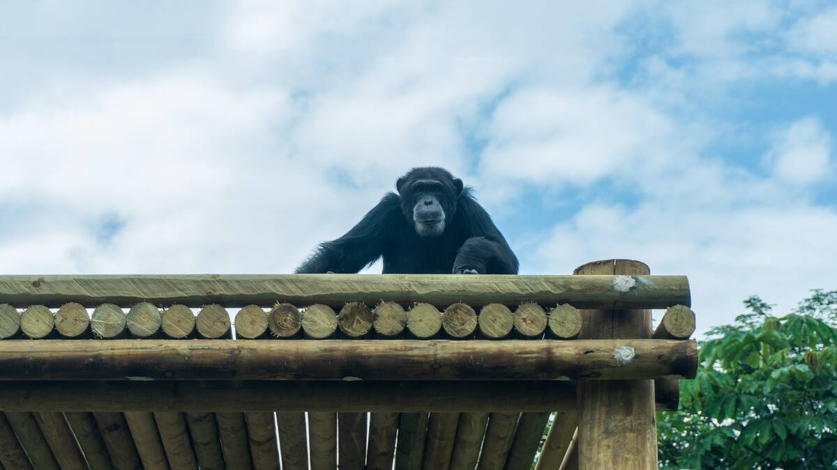 Ukumarí confirma el fallecimiento de dos chimpancés que se habrían fugado del Bioparque