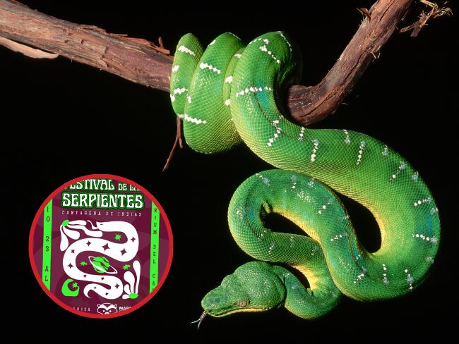 Emerald Tree Boa on a Branch - Fotografía de stock/ Invitación del festival.