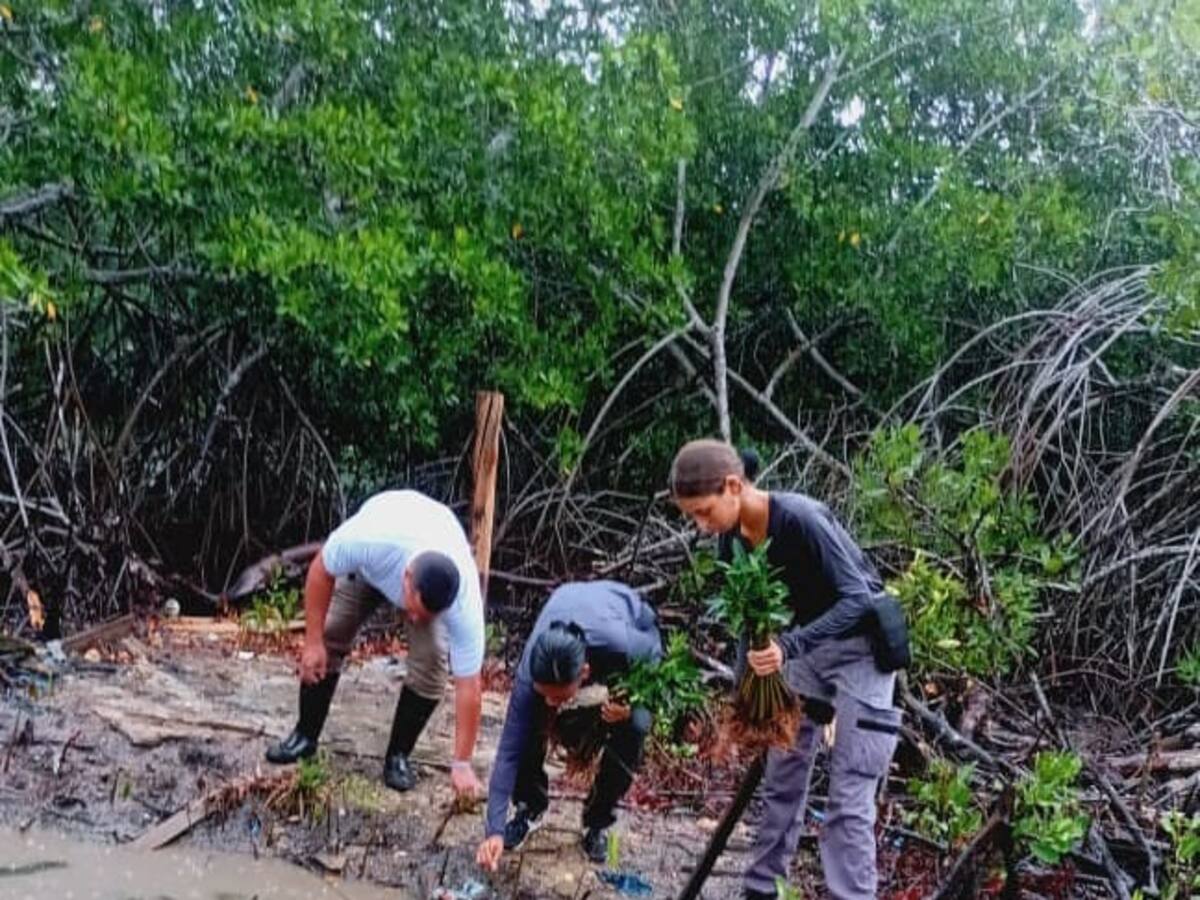 Guardia Ambiental lidera recuperación de orillas en ciénaga de la Virgen con siembra de mangle