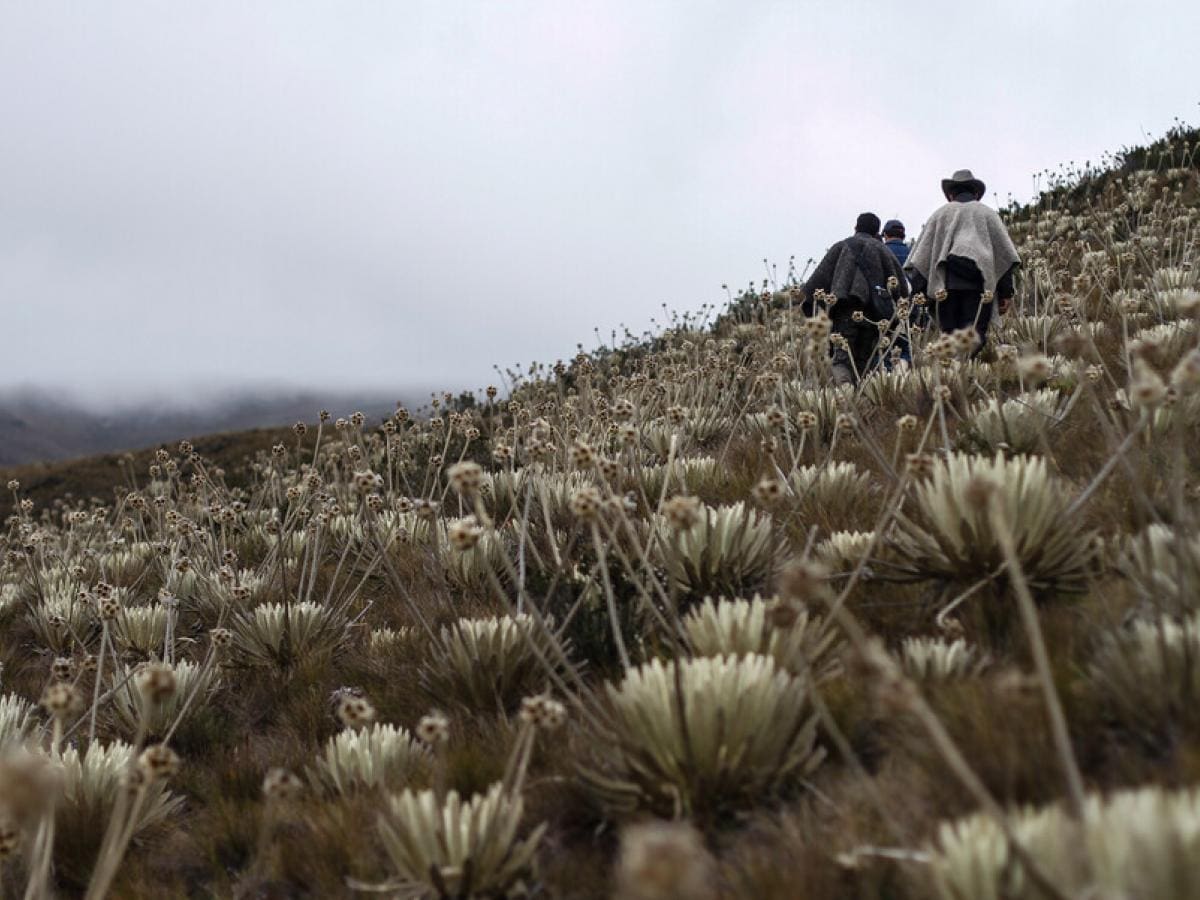 Campesinos del páramo del Almorzadero en Santander pospusieron paro programado para marzo