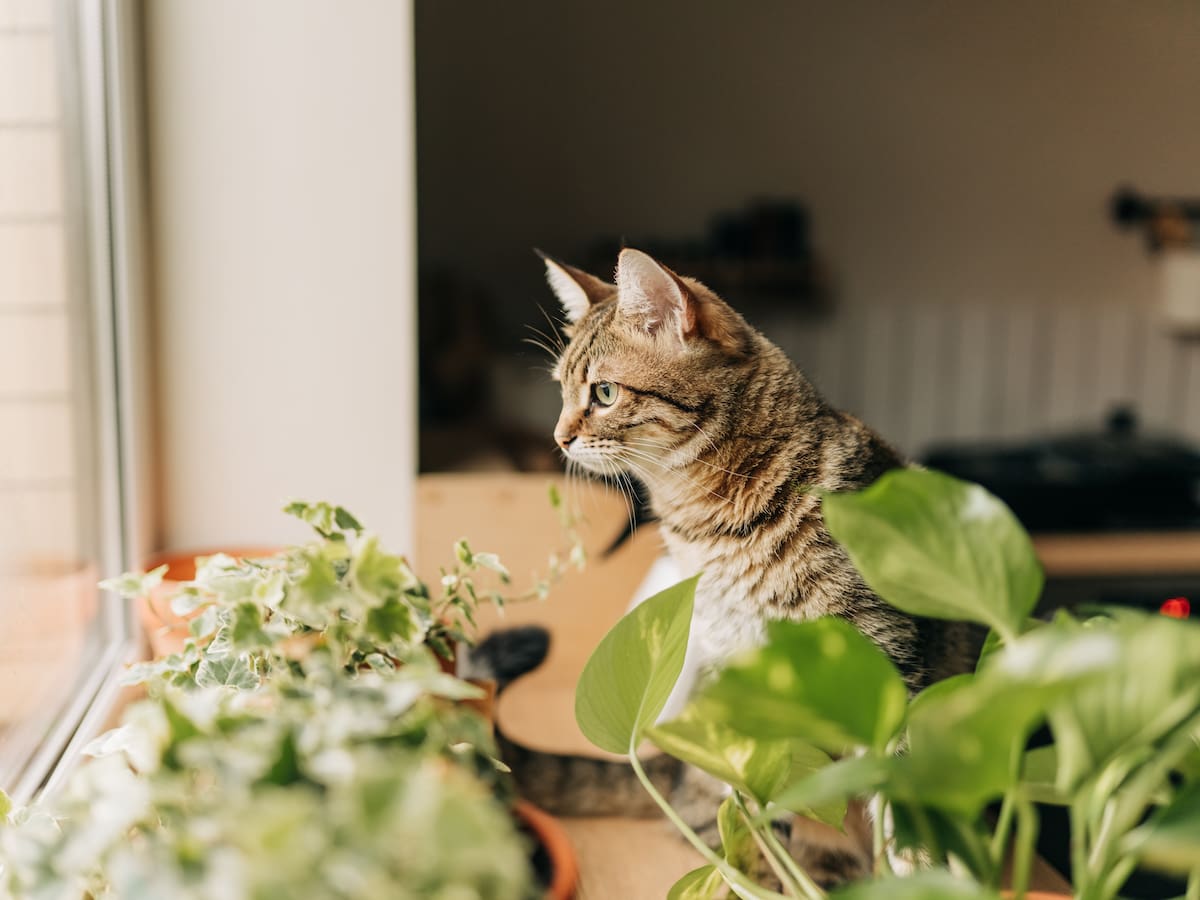 ¡Cuidado! Estos son los alimentos que nunca debería darle a su gato
