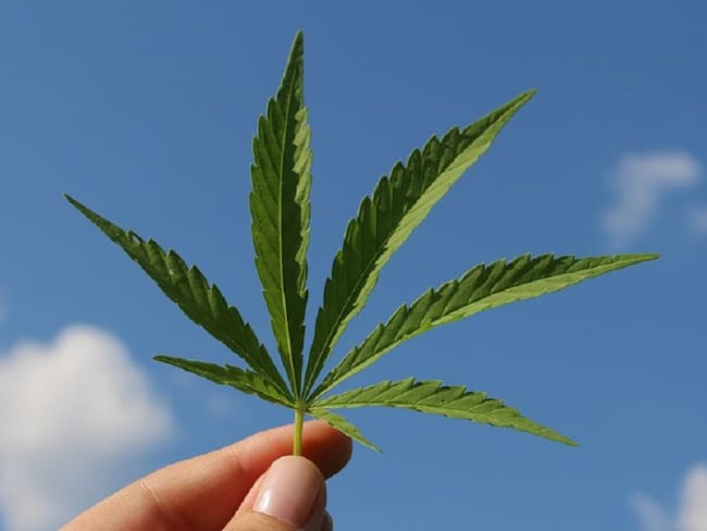 ¿En qué va la marihuana medicinal en Colombia?