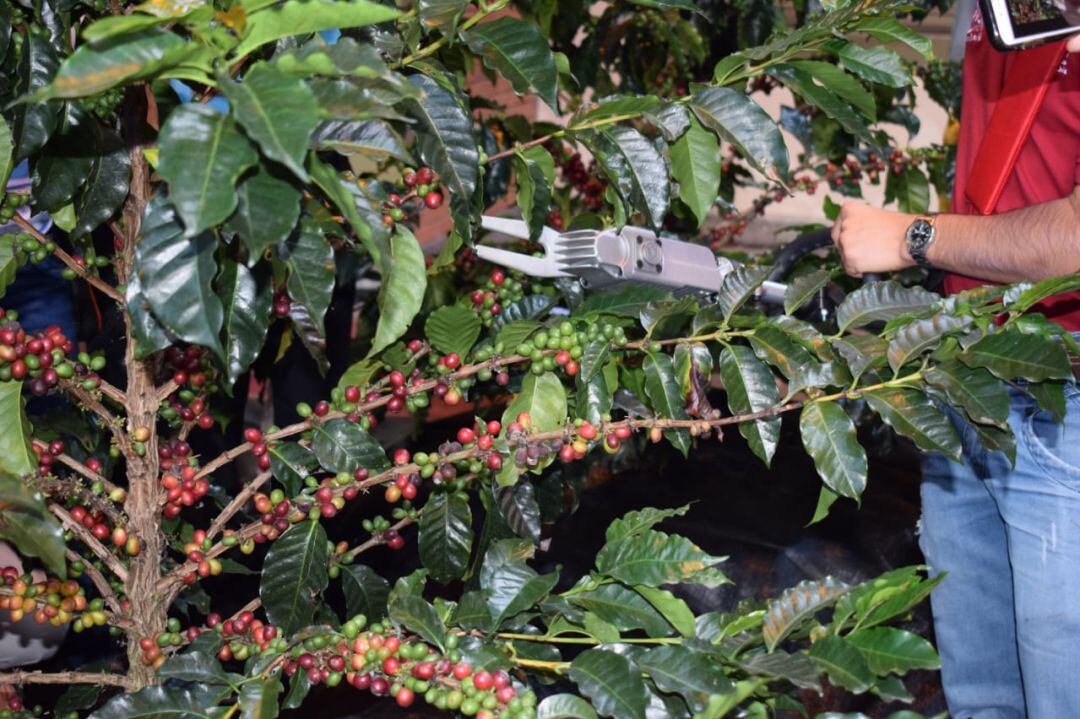 Máquina derribadora de café