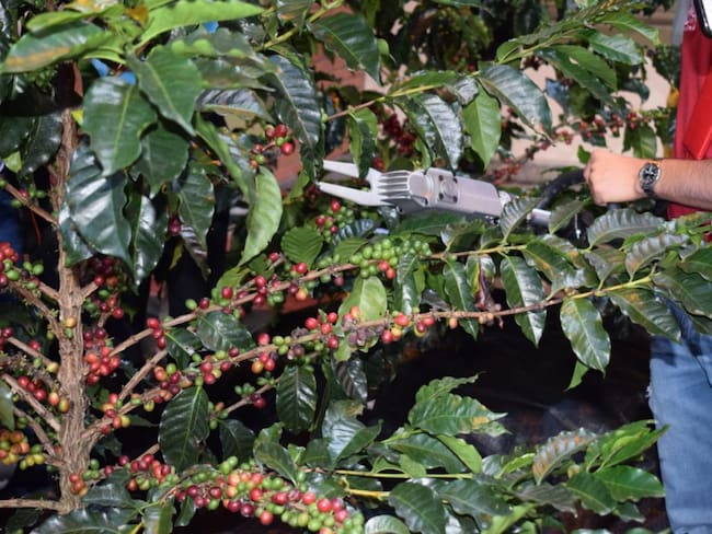 Máquina derribadora de café
