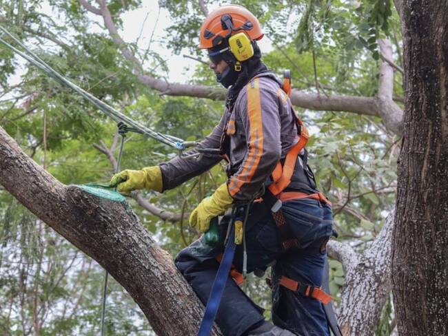 Más de 200 tolimenses tendrán empleo