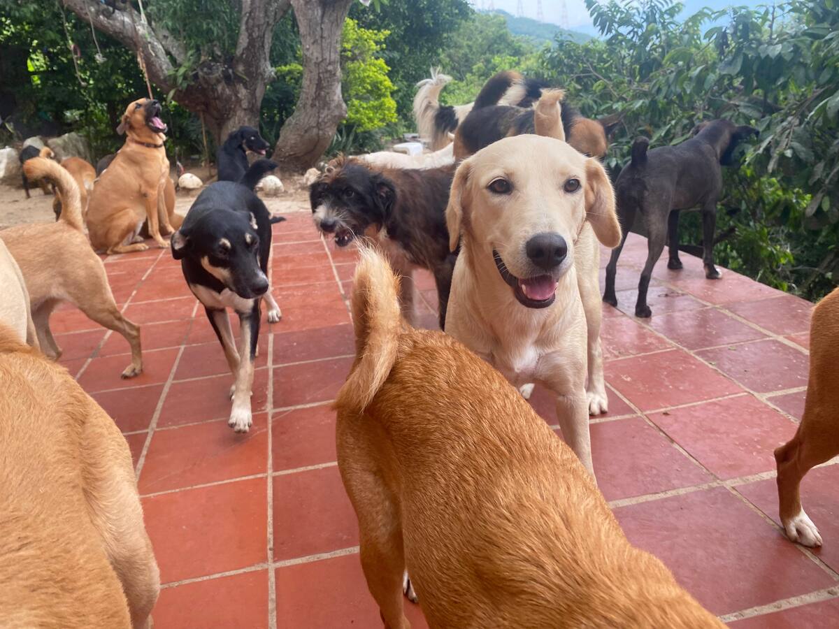 Más de 100 animales estarían en riesgo de quedar en la calle