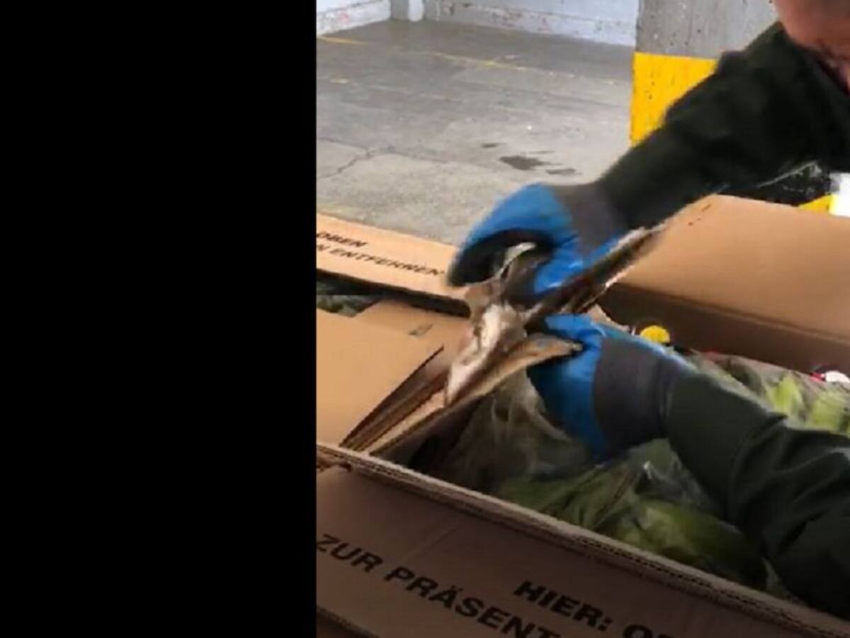 Incautan 225 kg de cocaína oculto en un cargamento de banano en Carepa