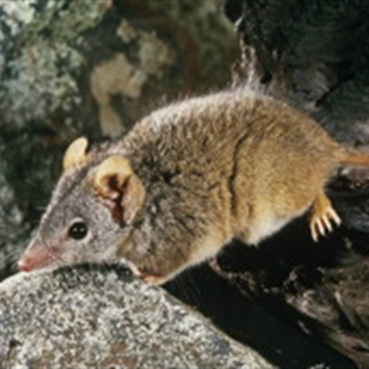 Mucho sexo mata... por lo menos a los marsupiales