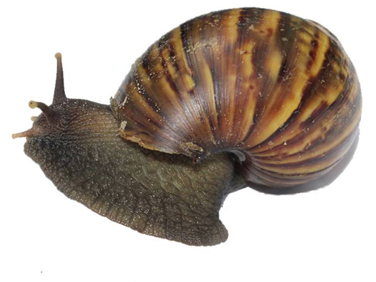 Cardique confirma presencia de Caracol Gigante Africano y emite alerta preventiva