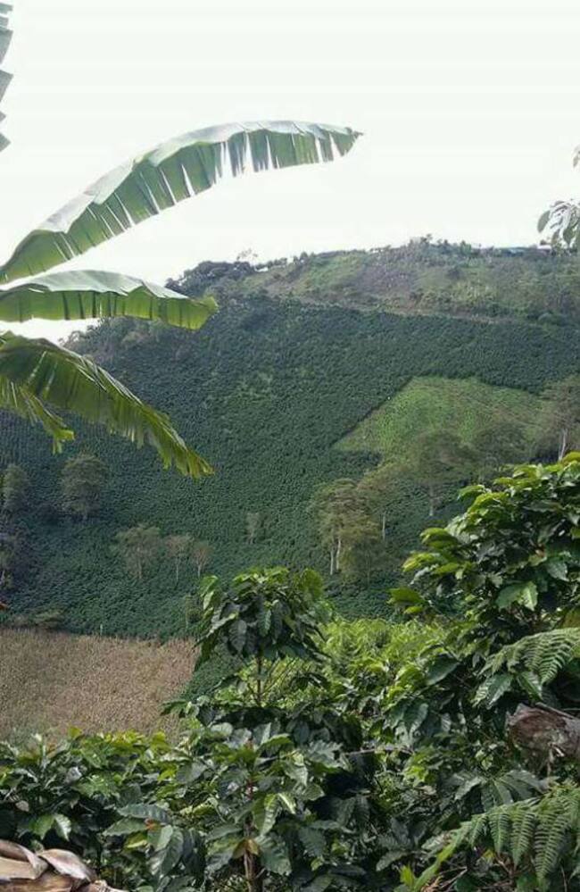 Estos son los cultivos en una de las fincas que conformar este bloque de productores que opera en el sur del Huila.