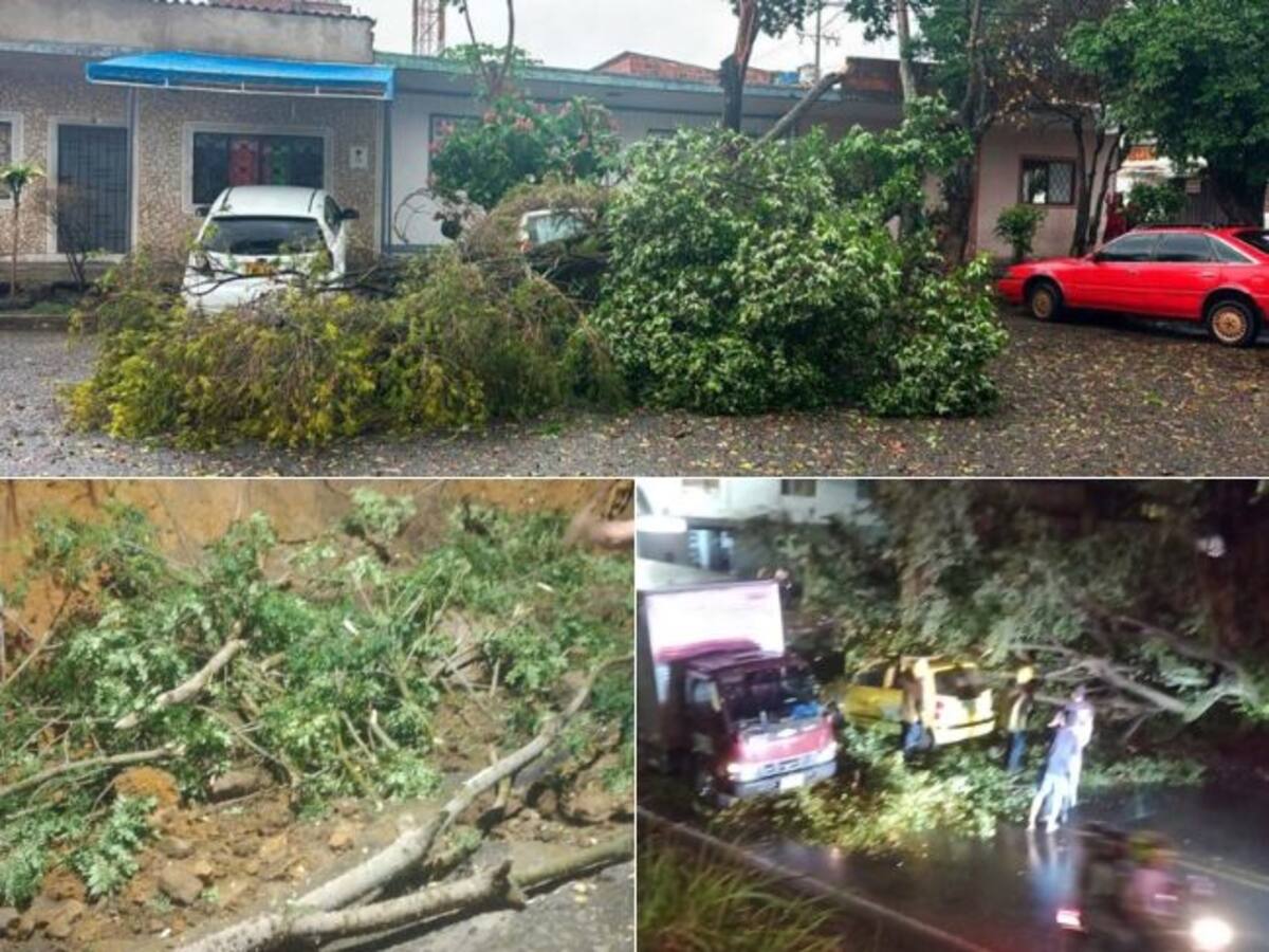 Se han atendido 20 emergencias por caída de arboles durante las lluvias, en Bucaramanga