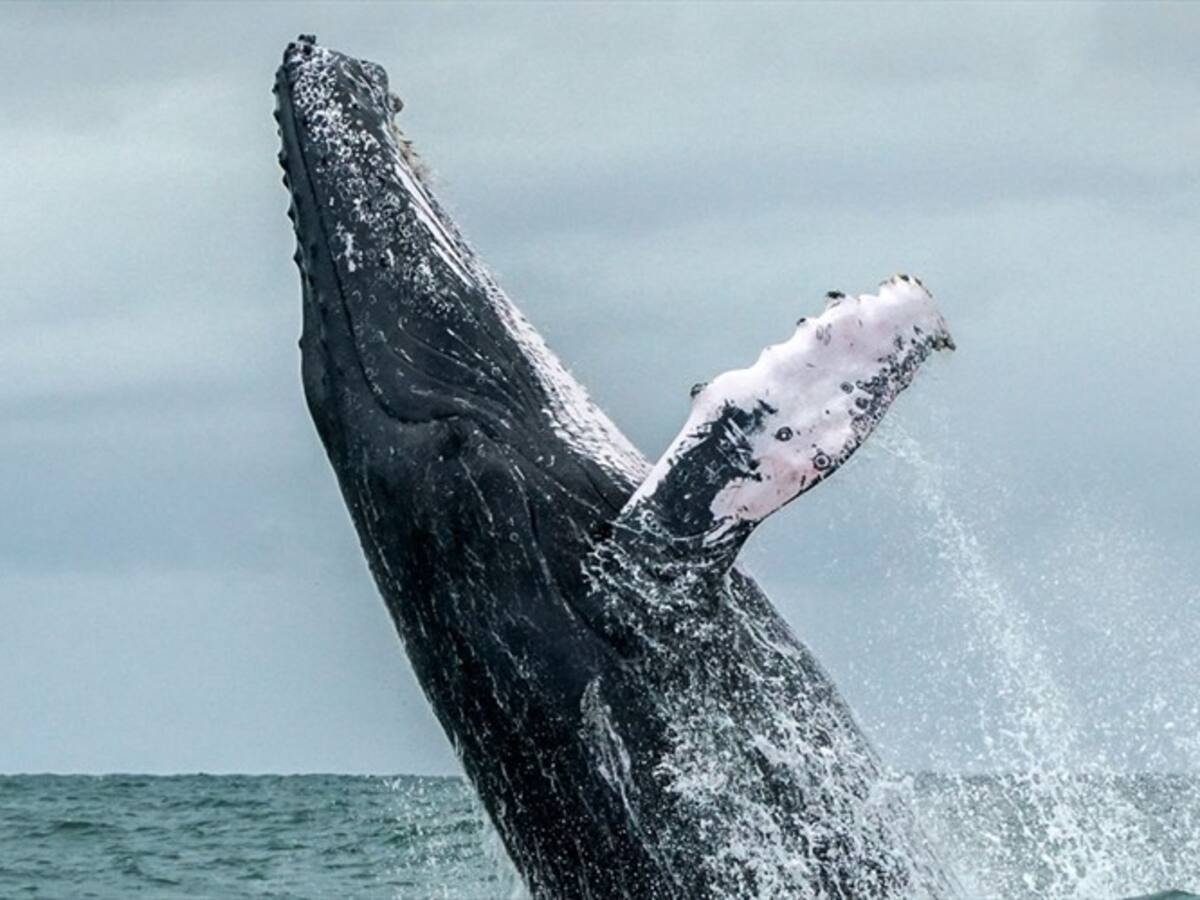 El relato del hombre que fue tragado y posteriormente expulsado por una ballena