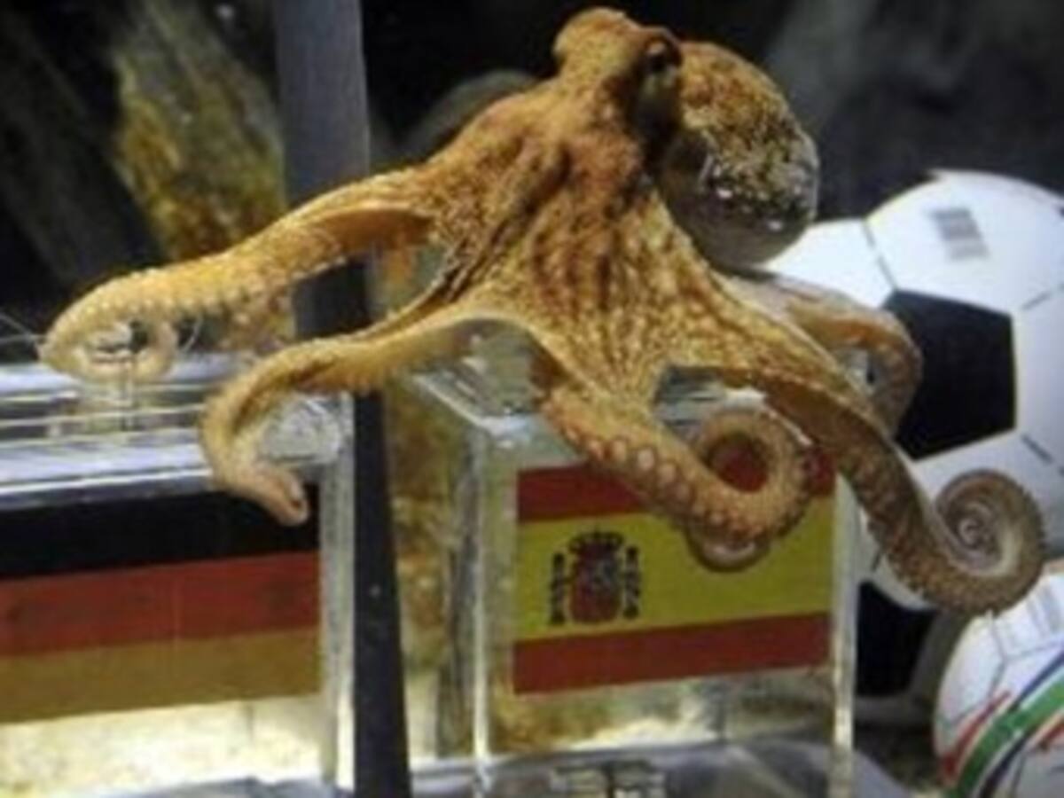 Una cineasta china crea una ficción sobre el pulpo Paul