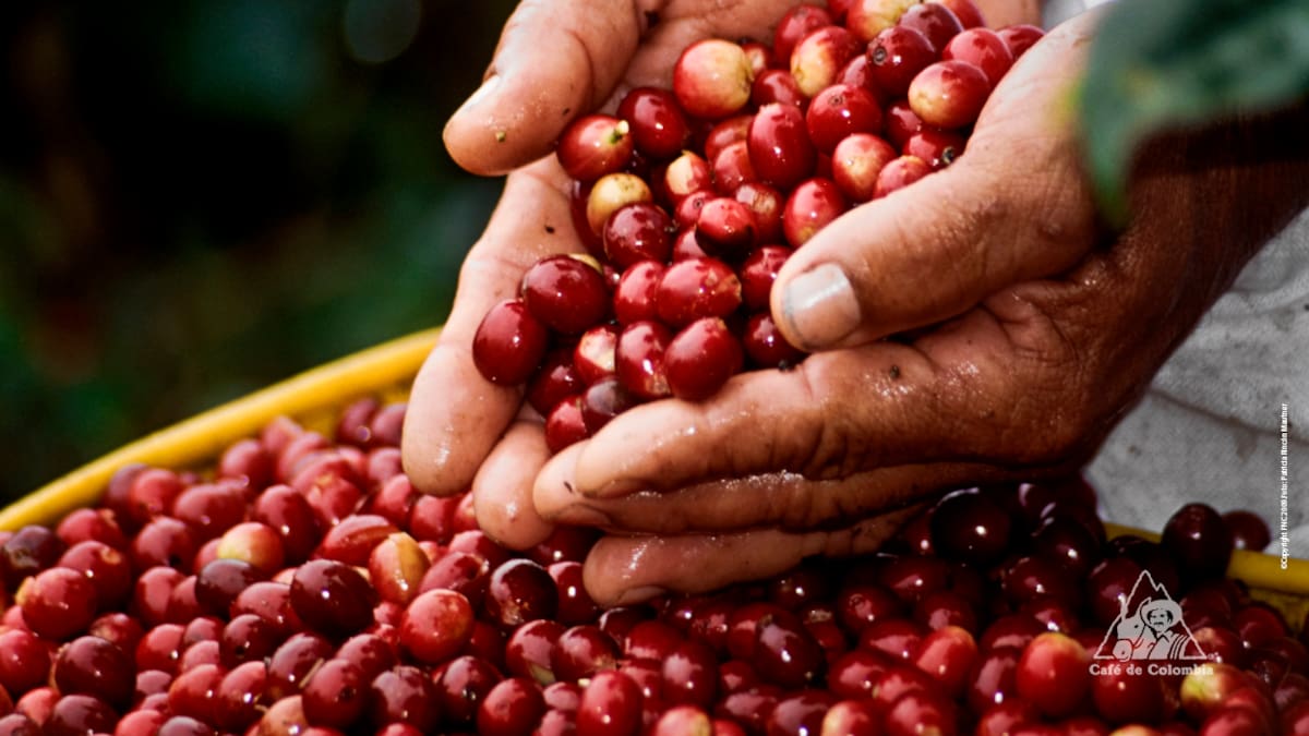 Predios de Frutalia serían un espacio de formación para cafeteros de Boyacá