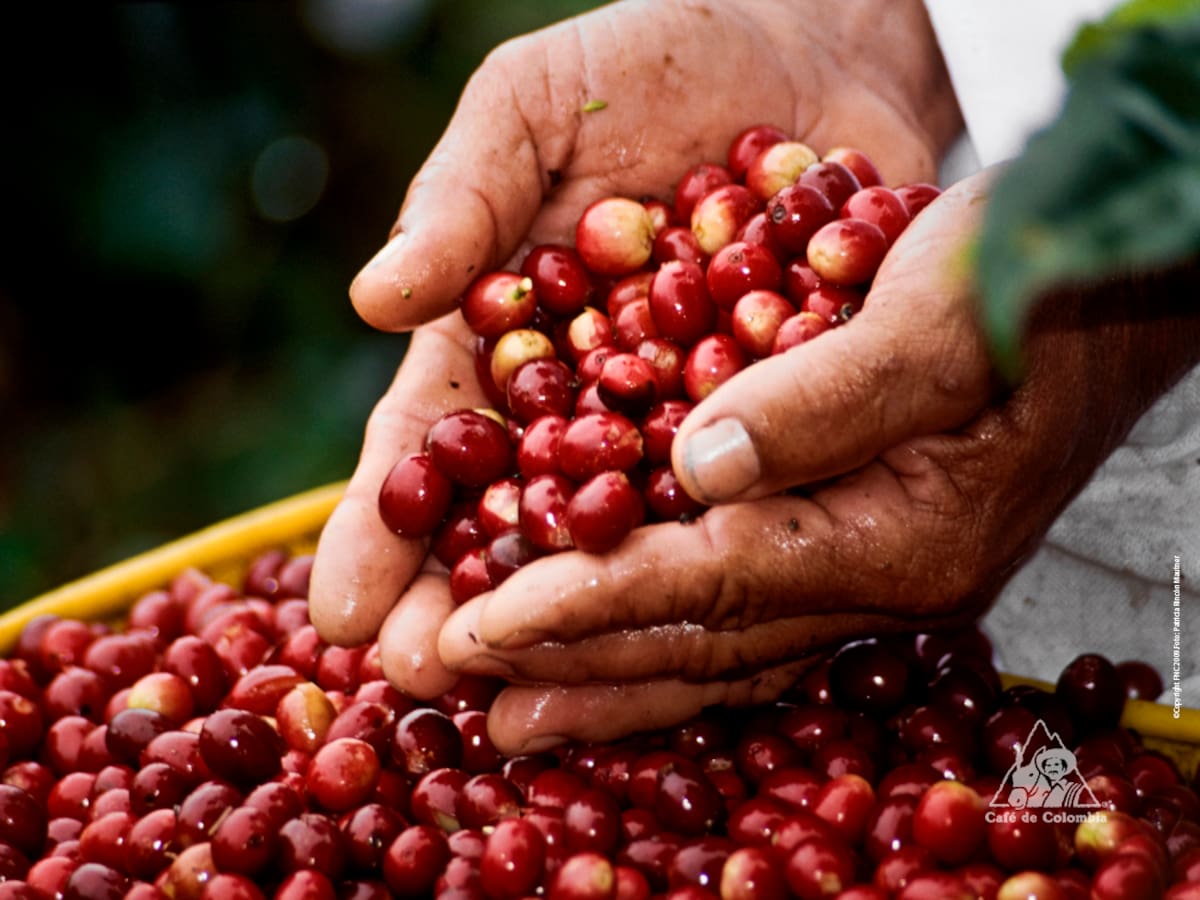 Predios de Frutalia serían un espacio de formación para cafeteros de Boyacá