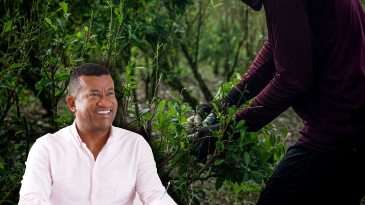 “La coca ya no es negocio para la gente”: gob. de Nariño, en desacuerdo con fumigación con glifosato