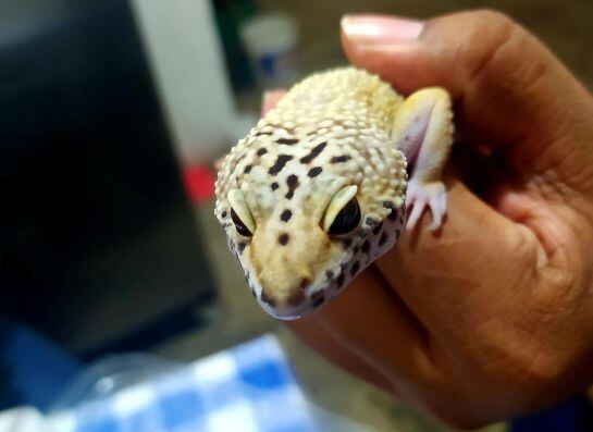 “Gecko leopardo” una especie de reptil muy común en el Medio Oriente