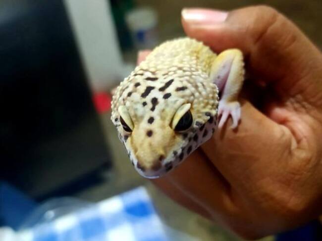 “Gecko leopardo” una especie de reptil muy común en el Medio Oriente